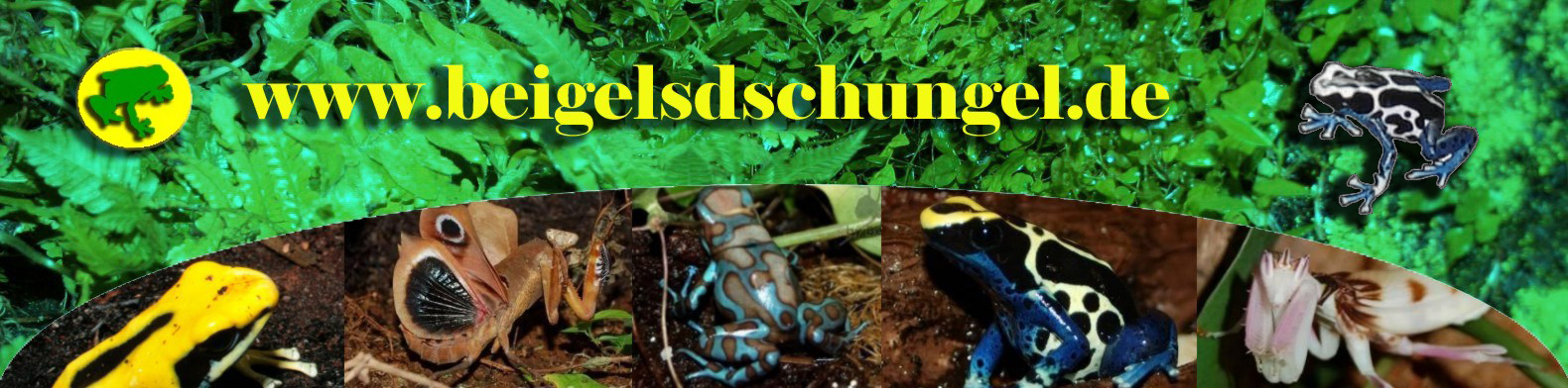 beigelsdschungel