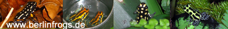 berlinfrogs