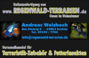 regenwald - terrarien