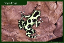 Dendrobates auratus