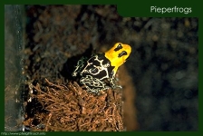 Dendrobates fantasticus