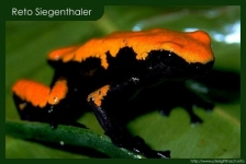 Dendrobates galactonotus