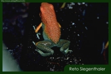 Dendrobates granuliferus