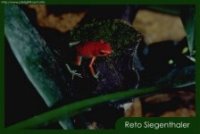 Dendrobates granuliferus