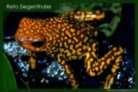Dendrobates histrionicus