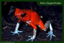 Dendrobates histrionicus