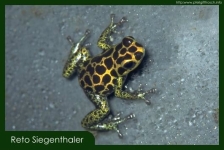 Dendrobates imitator