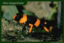 Dendrobates lehmanni