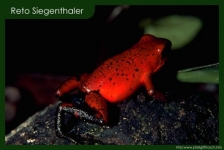 Dendrobates pumilio