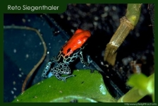 Dendrobates reticulatus