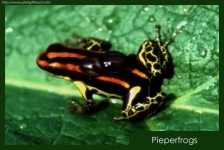 Dendrobates ventrimaculatus