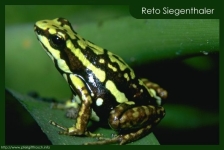 Epipedobates tricolor