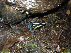 hyloxalus azureiventris