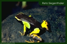 Mantella madagascariensis