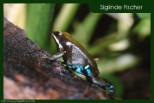 Mantella viridis