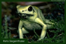 Phylobates teribilis