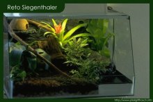 Regenwaldterrarium