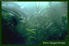 Regenwaldterrarium mit Luftbefeuchter im Einsatz