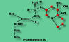 Pumilliotoxin A