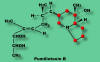 Pumilliotoxin B