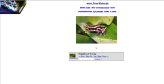 froschfotos